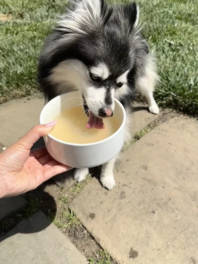 Dog Cafe